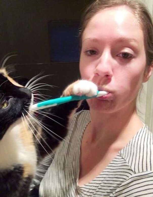 Impudent Cats (23 pics)