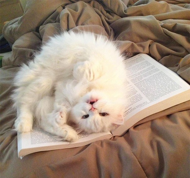 Impudent Cats (23 pics)