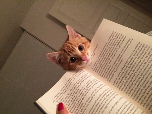 Impudent Cats (23 pics)
