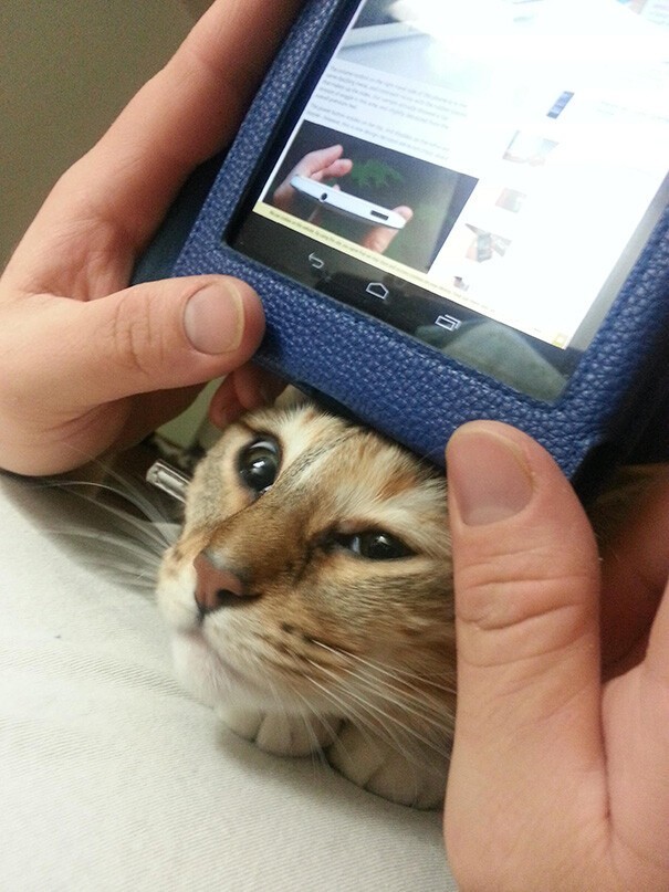 Impudent Cats (23 pics)