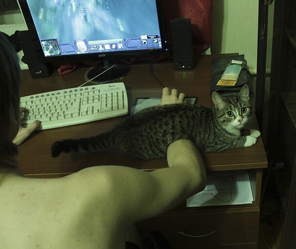 Impudent Cats (23 pics)