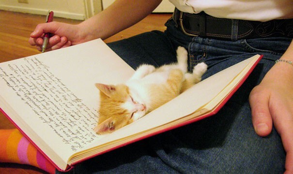 Impudent Cats (23 pics)