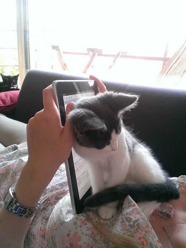 Impudent Cats (23 pics)