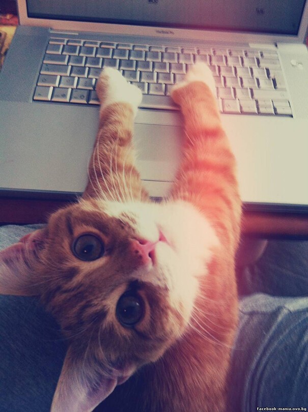Impudent Cats (23 pics)