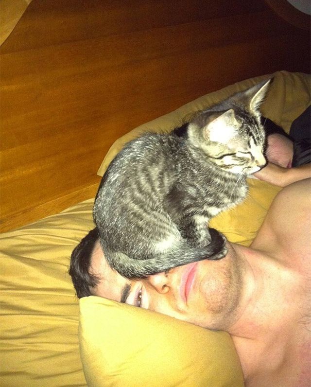 Impudent Cats (23 pics)