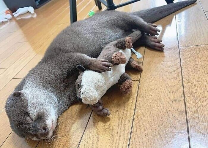 Funny Otters (25 pics)