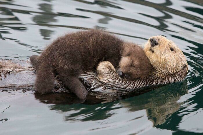 Funny Otters (25 pics)