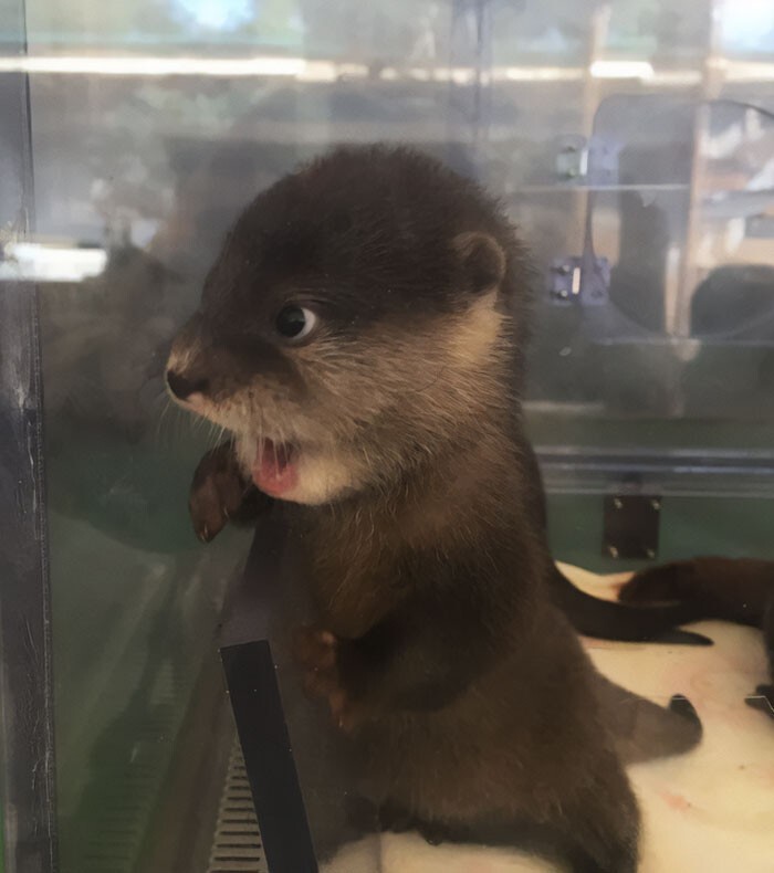 Funny Otters (25 pics)