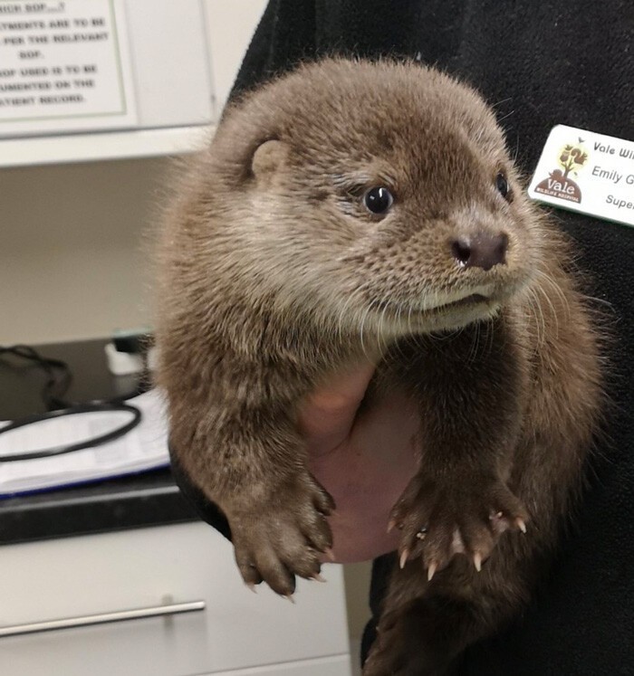 Funny Otters (25 pics)