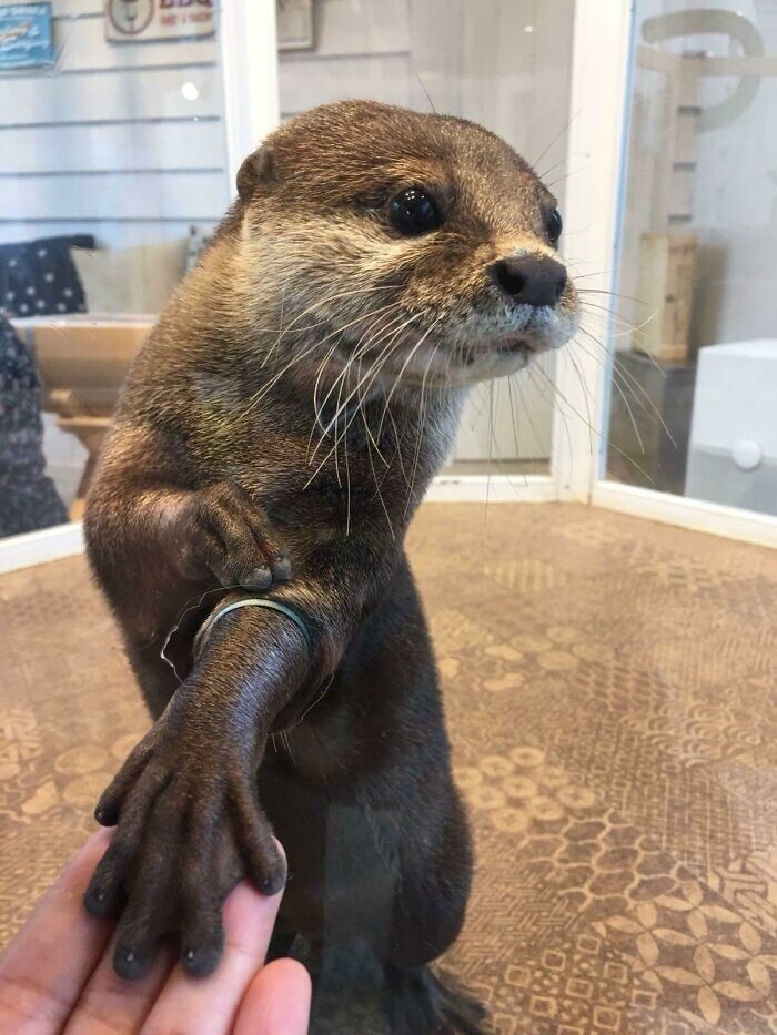 Funny Otters (25 pics)