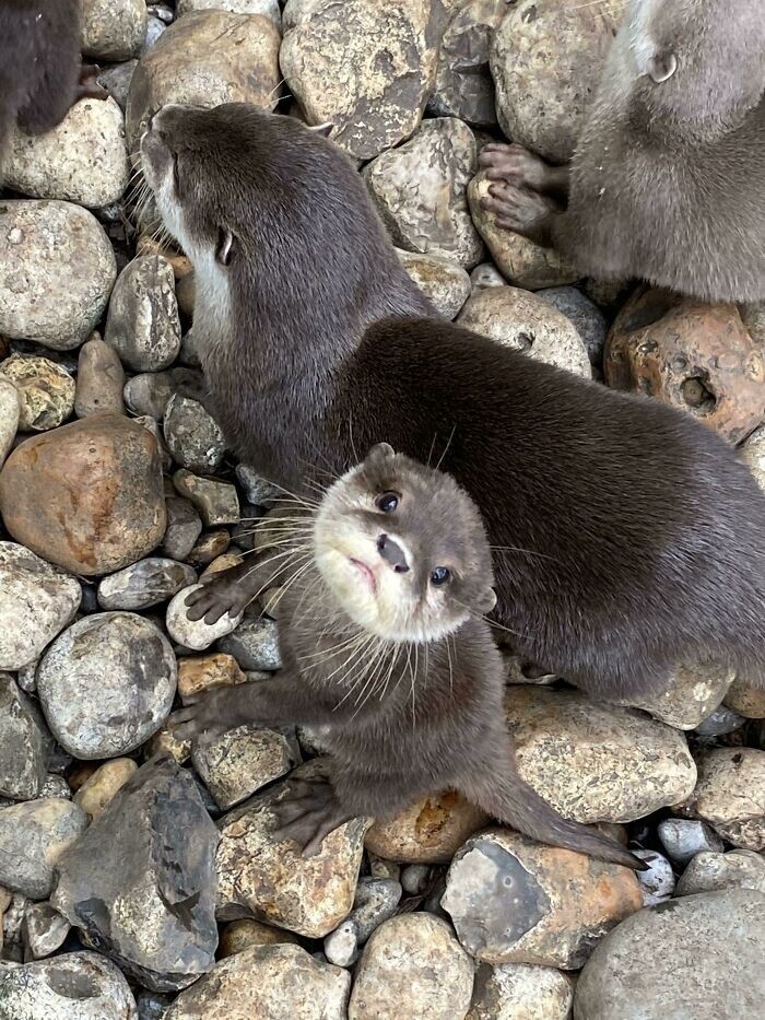 Funny Otters (25 pics)