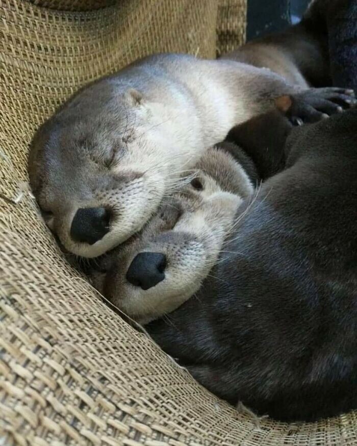 Funny Otters (25 pics)