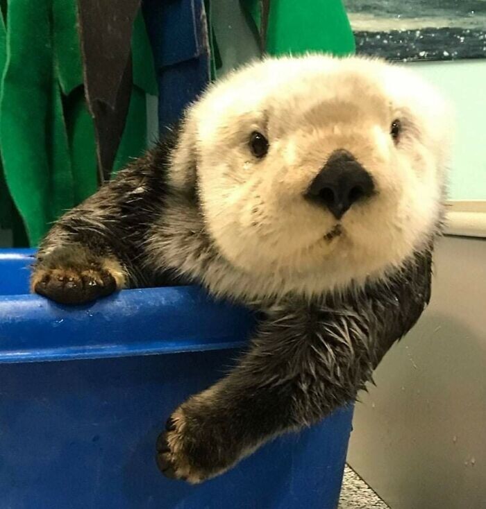 Funny Otters (25 pics)