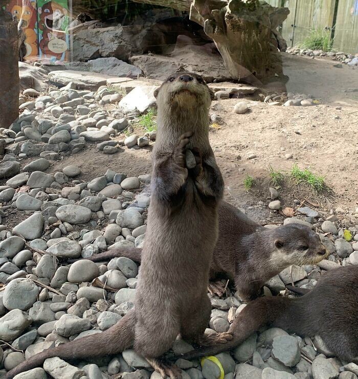 Funny Otters (25 pics)