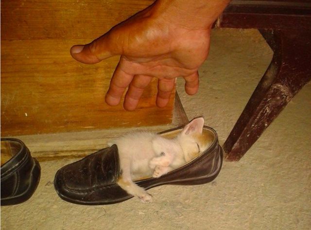 Cute Cats (25 pics)