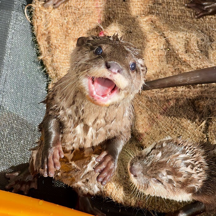 Funny Otters (25 pics)