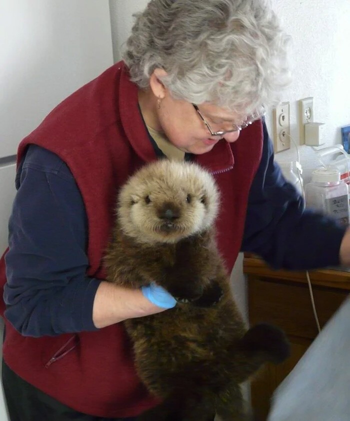 Funny Otters (25 pics)