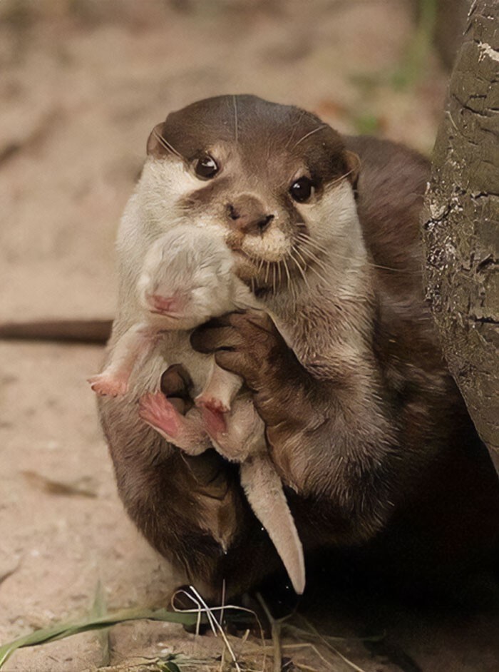 Funny Otters (25 pics)