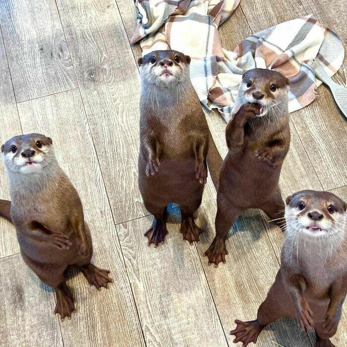 Funny Otters (25 pics)