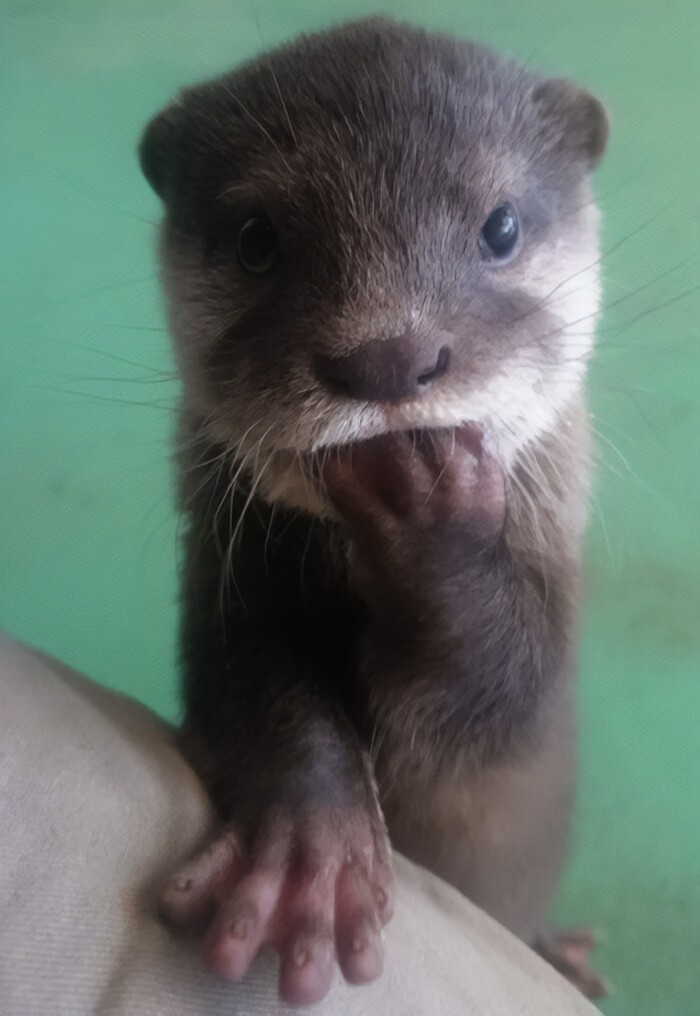 Funny Otters (25 pics)