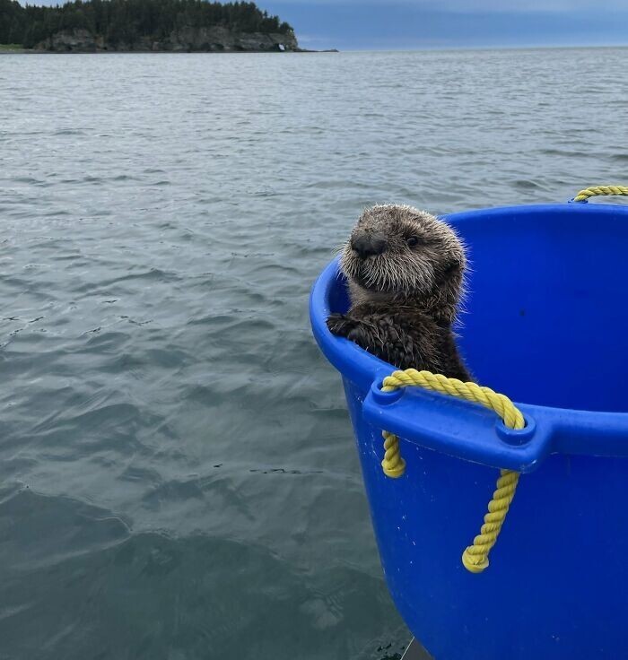 Funny Otters (25 pics)