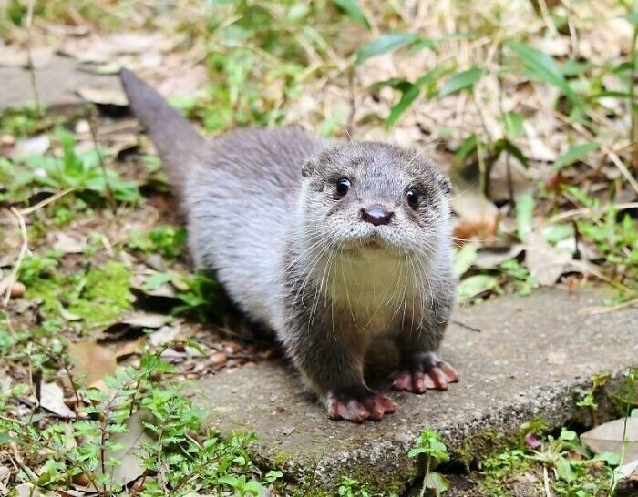 Funny Otters (25 pics)