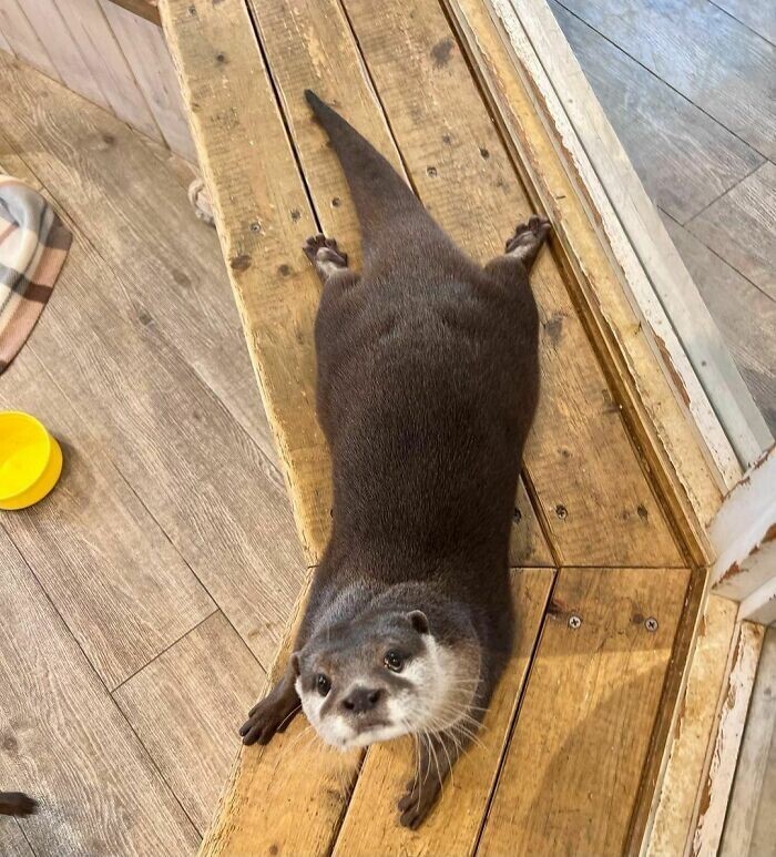 Funny Otters (25 pics)