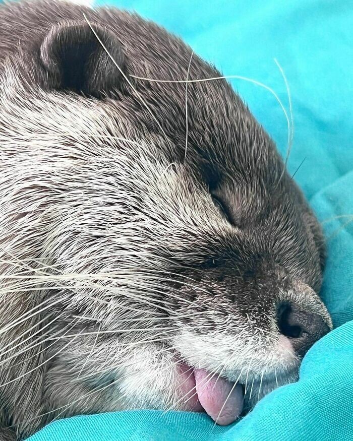 Funny Otters (25 pics)