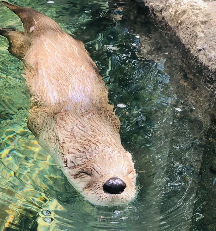 Funny Otters (25 pics)