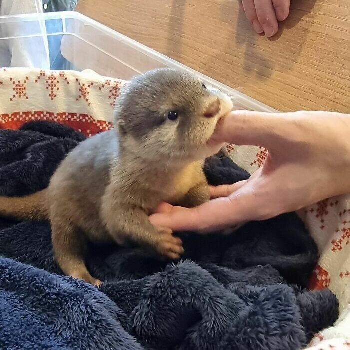 Funny Otters (25 pics)