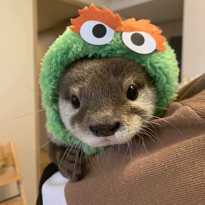 Funny Otters (25 pics)