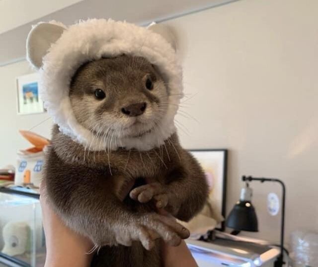 Funny Otters (25 pics)