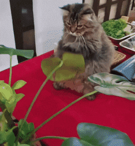 Acid GIFs, September 27 (25 gifs)