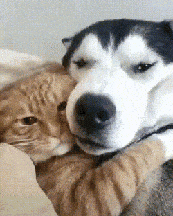 Acid GIFs, September 27 (25 gifs)