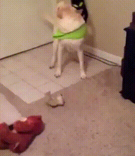 Acid GIFs, September 27 (25 gifs)