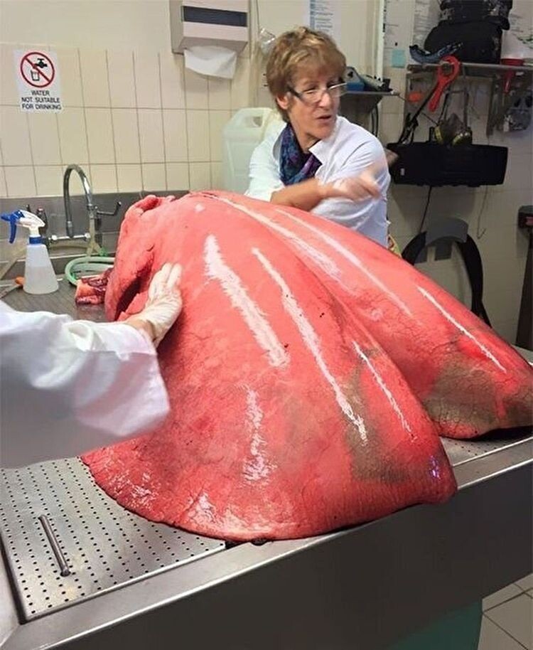 Very Huge Finds (16 pics)