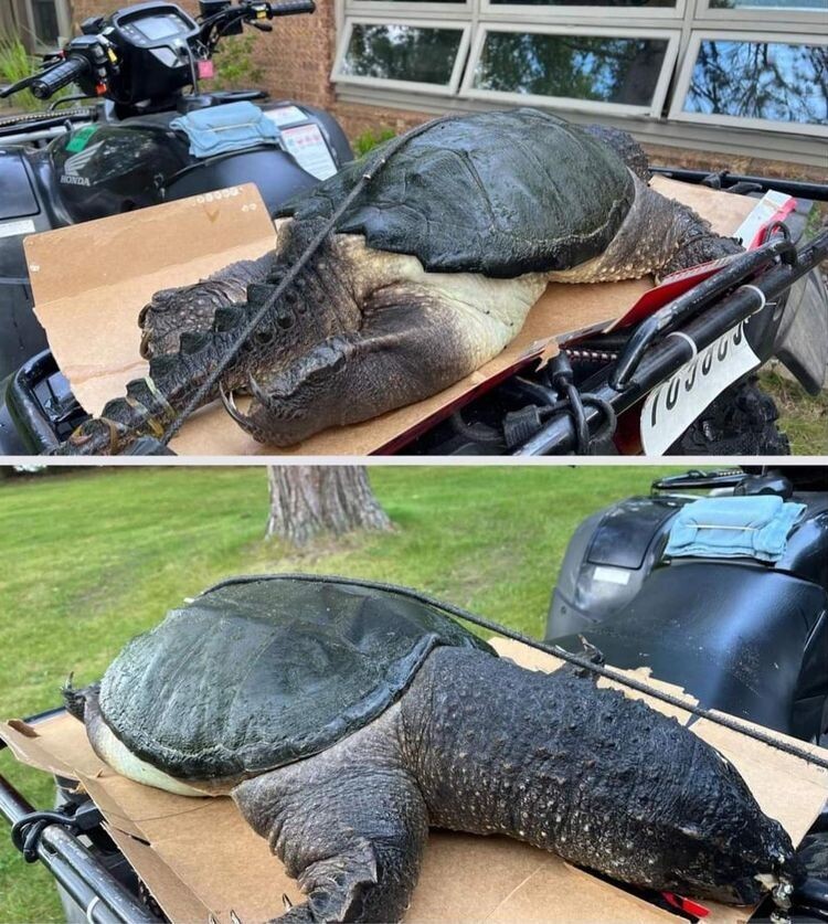 Very Huge Finds (16 pics)