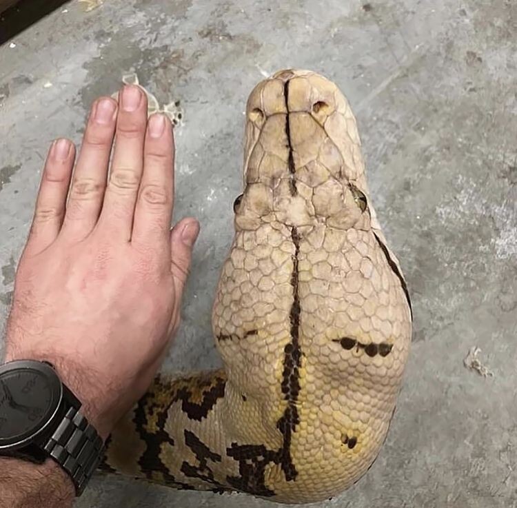 Very Huge Finds (16 pics)