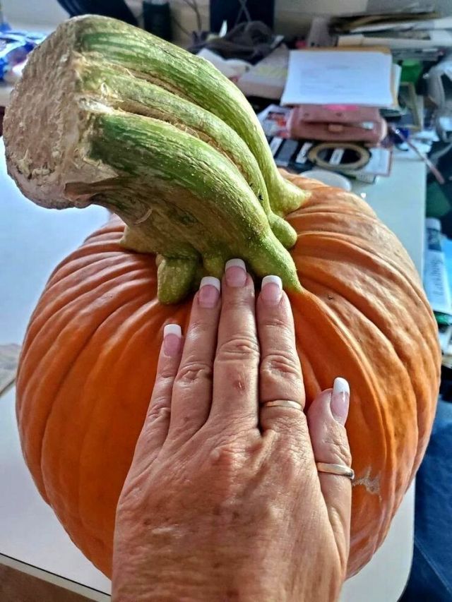 Very Huge Finds (16 pics)