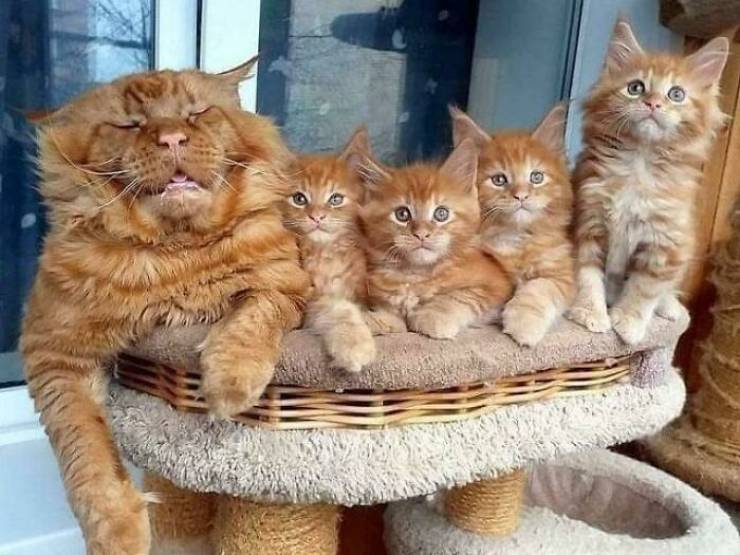 Funny And Cute Cats (26 pics)