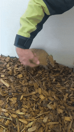 Acid GIFs, September 28 (25 gifs)