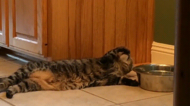 Acid GIFs, September 28 (25 gifs)