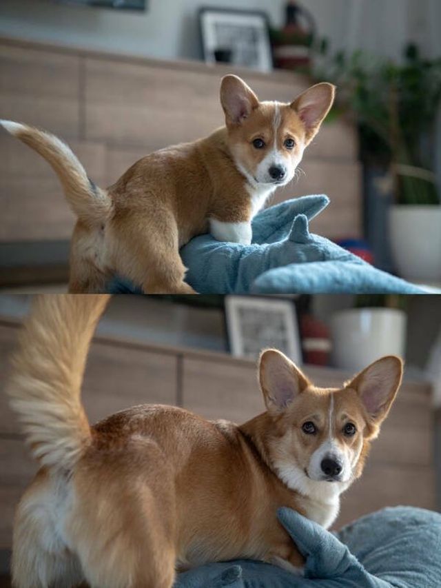From Puppies To Dogs (34 pics)