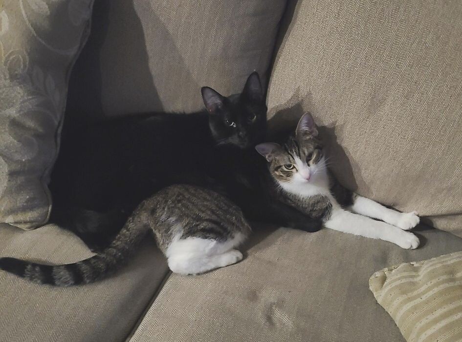 Cute Cats (18 pics)