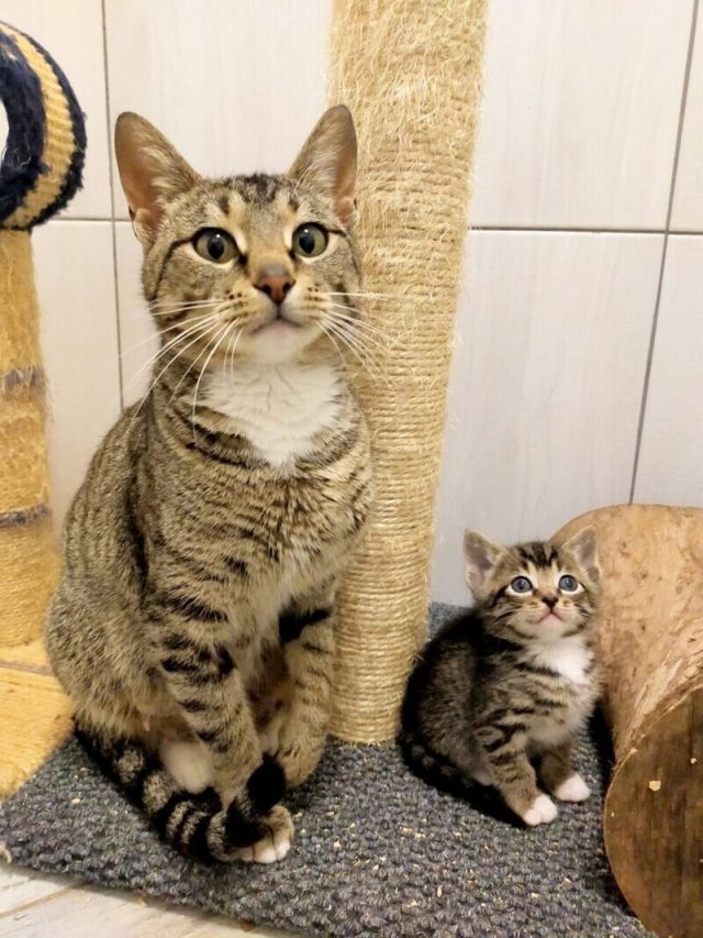 Cute Cats (18 pics)