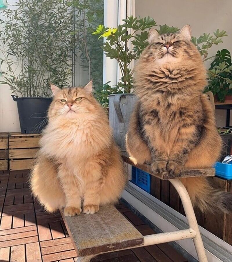Cute Cats (18 pics)