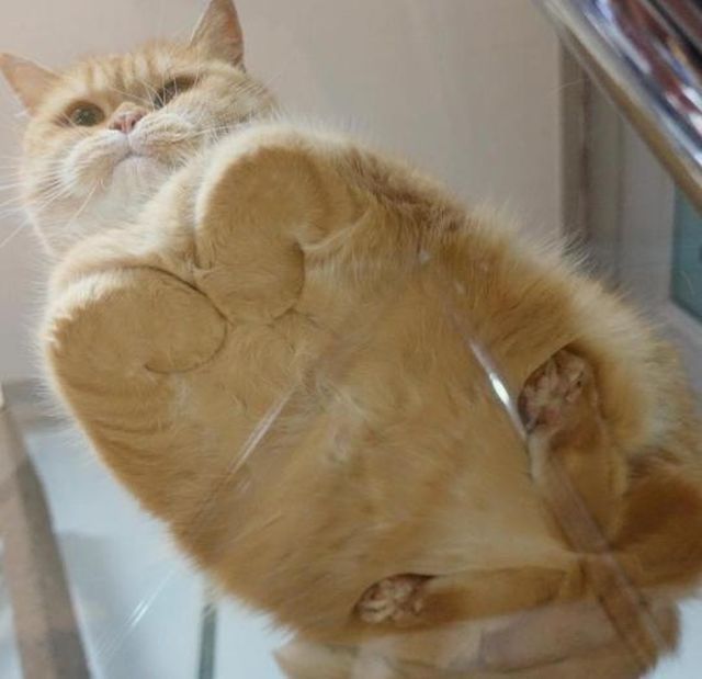 Cute Cats (20 pics)