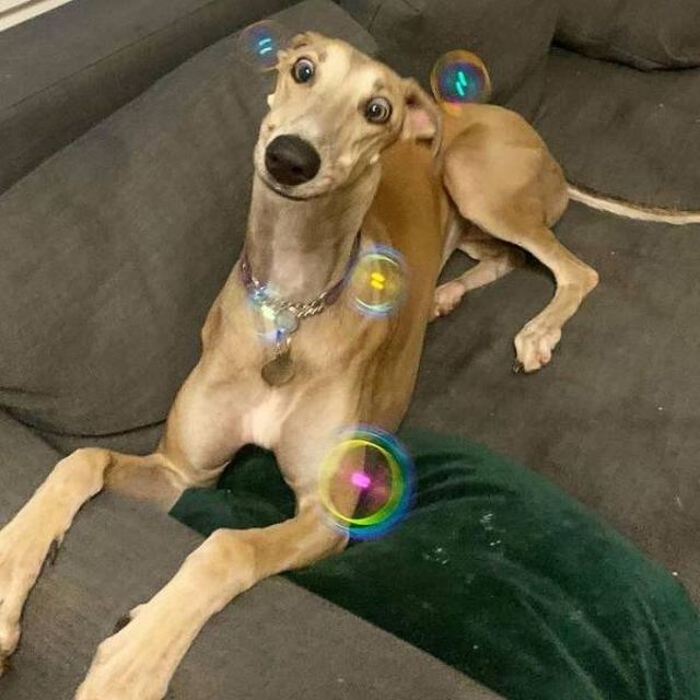 Funny Dogs (46 pics)
