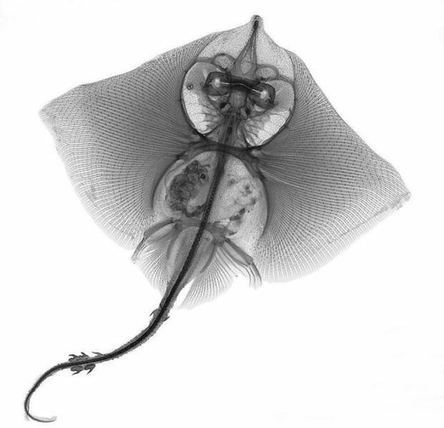X-Ray Pictures Of Nature (30 pics)