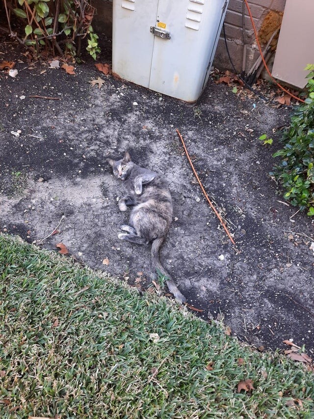 Unexpected Camouflage (15 pics)